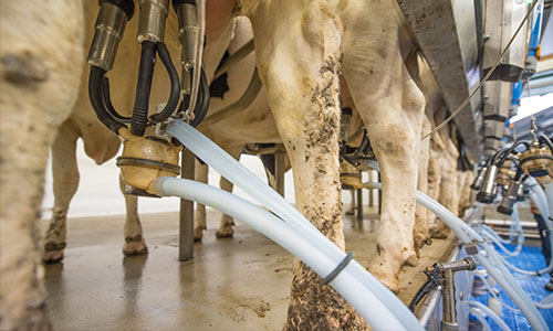 Dairy Processing Dairy Processing